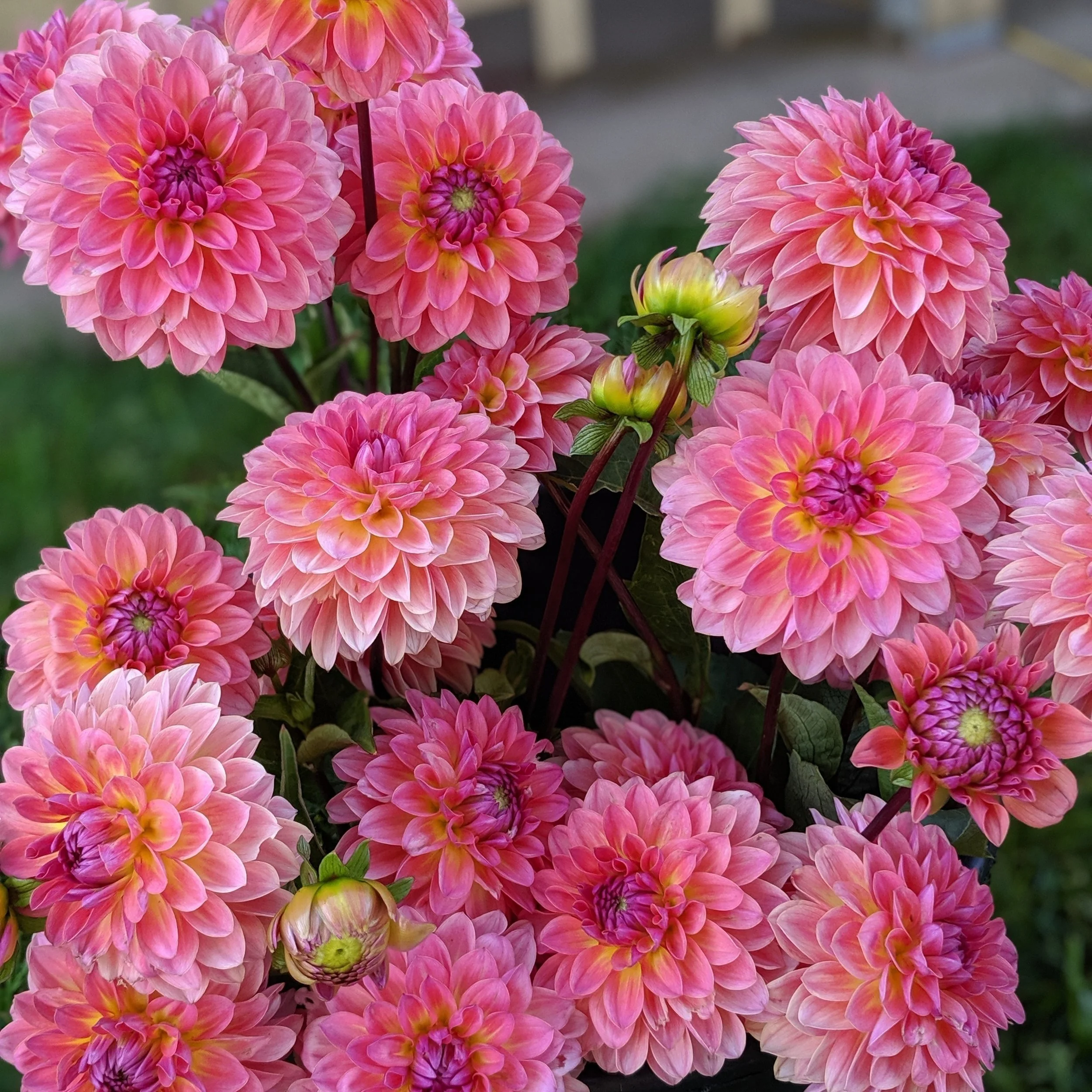 Coral Assorted Dahlia Tuber — Goose Creek Gardens